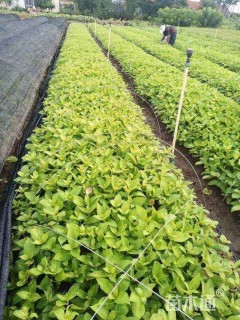 高度25厘米无尽夏绣球