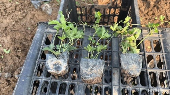 高度10厘米三叶委陵菜