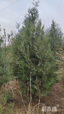 高度350厘米侧柏