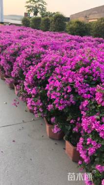 冠幅90厘米三角梅球