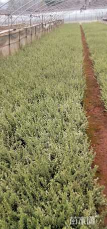 高度25厘米六月雪