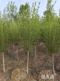 高度150厘米木槿