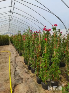 高度120厘米月季