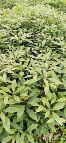 0.5公分金丝楠木