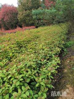 高度30厘米四季桂小苗