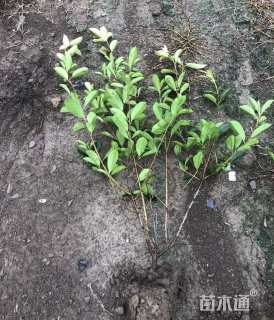 高度70厘米红叶石楠小苗