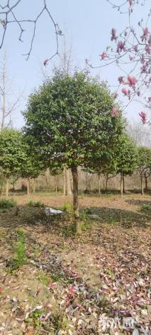 高度220厘米含笑