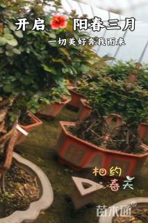 高度50厘米月季