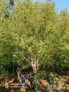 12公分绚丽海棠