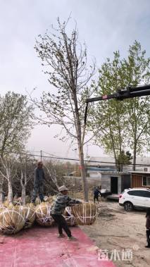 15公分美国红枫