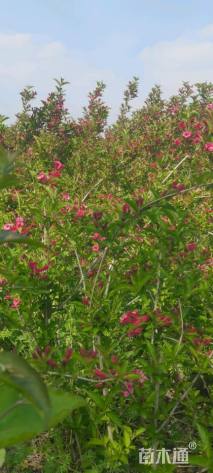 高度200厘米红王子锦带