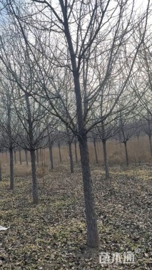 15公分绚丽海棠