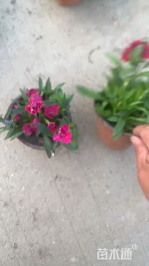 高度15厘米常夏石竹