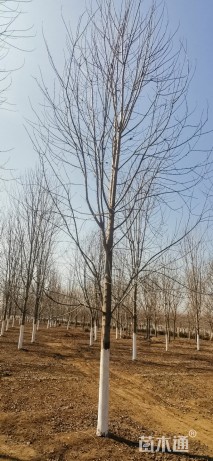 12公分美国红枫-秋火焰