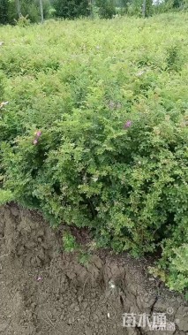 高度40厘米黄刺玫