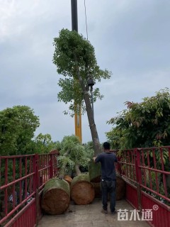 10公分香樟