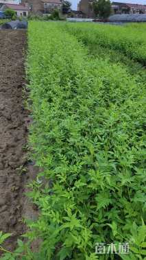 高度50厘米茉莉花