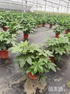 高度50厘米八角金盘