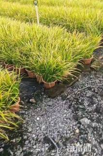 高度30厘米石菖蒲