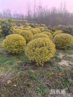 冠幅120厘米银姬小蜡球