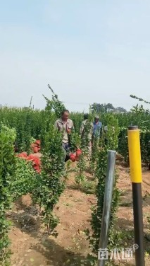 高度100厘米北海道黄杨