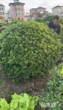 冠幅200厘米海桐球