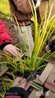 高度35厘米金叶石菖蒲