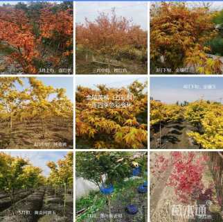 高度200厘米金陵黄枫