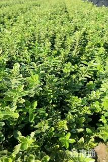 高度30厘米金边黄杨