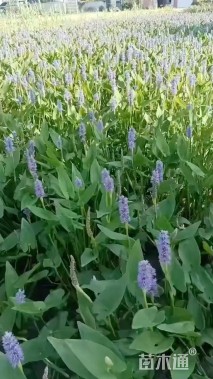 高度40厘米梭鱼草