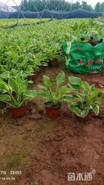 高度30厘米金边玉簪