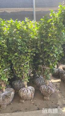 冠幅180厘米茶花球