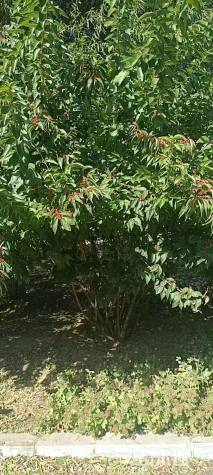 高度250厘米红花忍冬