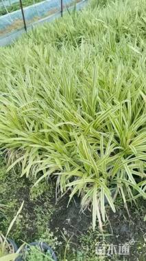 高度20厘米金边麦冬