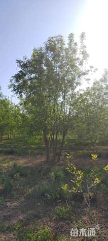 高度700厘米丛生白蜡