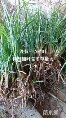 高度15厘米细叶麦冬草