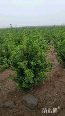 冠幅70厘米大叶黄杨球