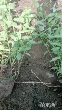 高度40厘米棣棠