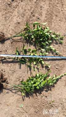 高度40厘米大叶黄杨