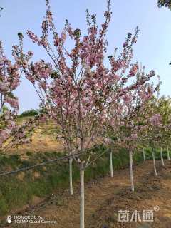 11公分红手毬樱