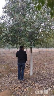 10公分大叶女贞