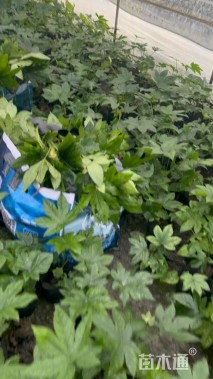 高度25厘米八角金盘