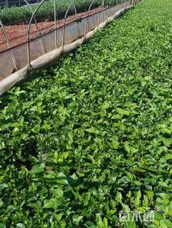 高度25厘米扶桑