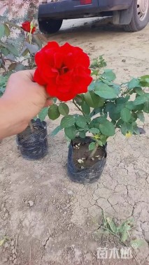 高度50厘米品种月季