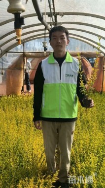 高度30厘米金冠女贞