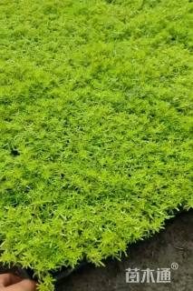 高度5厘米佛甲草