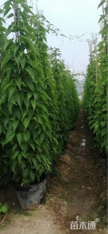 50厘米炮仗花