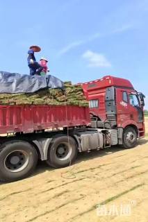 草卷状百慕大草