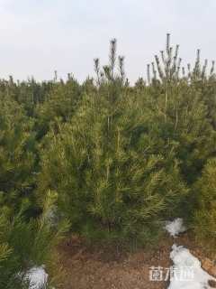 高度150厘米白皮松
