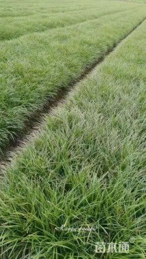 高度25厘米细叶麦冬草